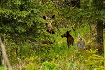 Mom moose whit her babies