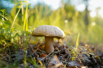 Boletus Edulis Porcini in bright light at sunset. Edible mushroom that grows in forest. White Mushroom in sun rays. Edible Big Boletus mushrooms at woodland. Bolete mushrooms in mushrooming in wild.