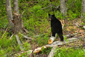 Black Bear hanging out in the forest