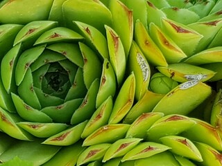 artichokes at the market