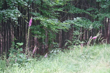 Foxglove, wildflowers, foxgloves in the forest, Wielka Sowa, Góry Sowie, Mountains, sony a6000,...