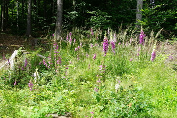 Foxglove, wildflowers, foxgloves in the forest, Wielka Sowa, Góry Sowie, Mountains, sony a6000, trekking, lower silesia, poland, june 2024, sudety, naparstnica, dzikie kwiaty, kwiaty,  © Paulina