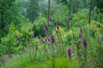 Foxglove, wildflowers, foxgloves in the forest, Wielka Sowa, Góry Sowie, Mountains, sony a6000, trekking, lower silesia, poland, june 2024, sudety, naparstnica, dzikie kwiaty, kwiaty,  © Paulina