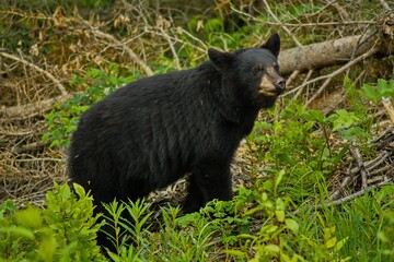 Black Bear hanging out in the forest