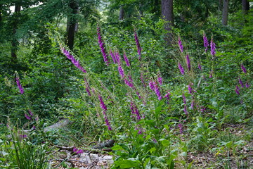 Foxglove, wildflowers, foxgloves in the forest, Wielka Sowa, Góry Sowie, Mountains, sony a6000,...