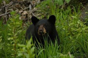 Black Bear hanging out in the forest