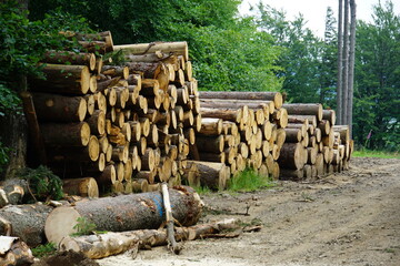 Tree logs, Cut trees, forest clearing, Polish forest, tree branches, Tree roots, Poland, village,...