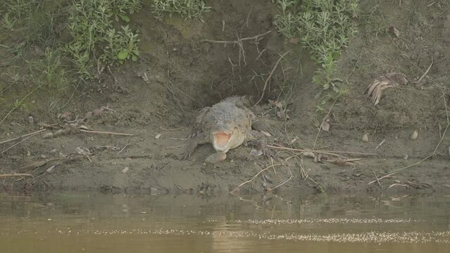 Crocodile Alligator in a pond river, Valmiki Tiger Reserve, East Champaran, VTR, Bihar, India