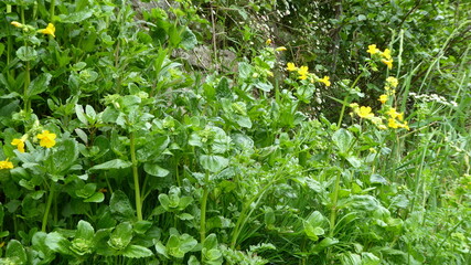 Flowers in the garden