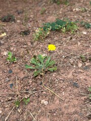 Flat weed yellow flower growing wild in soil
