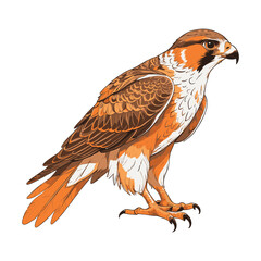 Falcon Hand Drawn Eagle Illustration
