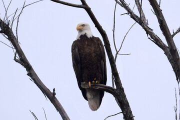 Bald eagle sitting in tree overlooking water, looking for fish, on an overcast day