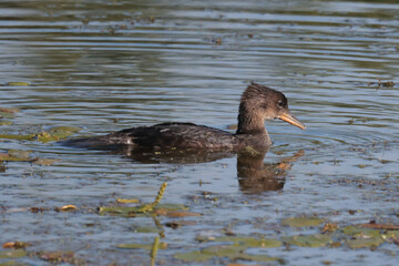 Juvenile Hooded mergansers on marsh on beautiful sunny summer 