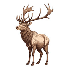 Hand Drawn Deer Vector Engraved Stag Illustration