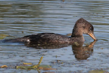 Juvenile Hooded mergansers on marsh on beautiful sunny summer 