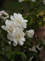 Photo of white roses in garden.