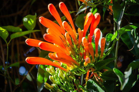 fleur pyrostegia au K&eacute;rala en inde