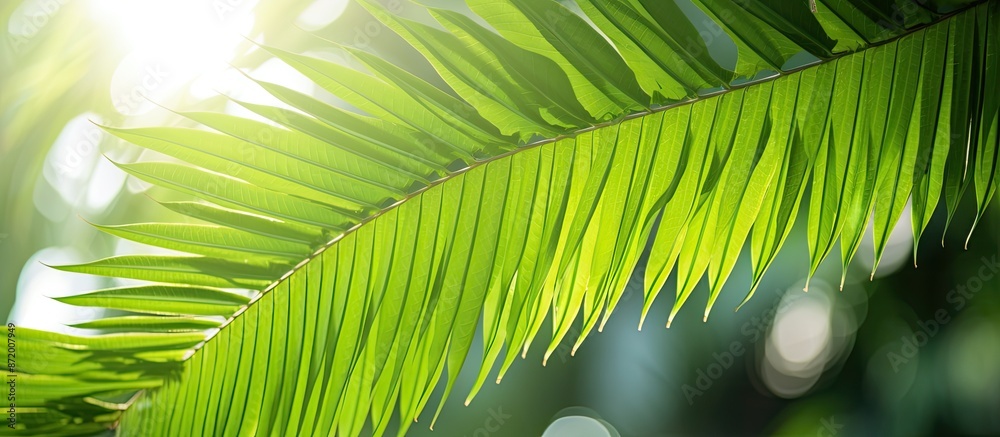 Aufkleber coconut leaves in natural greenery under sunlight; perfect for a background with copy space image.