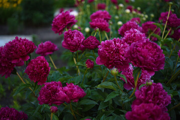 Large red peony flowers in the summer garden. Paeonia officinalis.