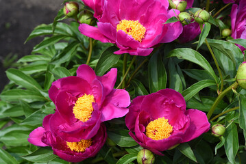 Large red peony flowers in the summer garden. Paeonia officinalis.