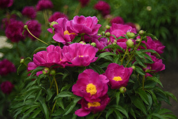 Large red peony flowers in the summer garden. Paeonia officinalis.