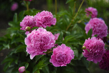 Large red peony flowers in the summer garden. Paeonia officinalis.