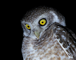 portrait of a owl, Spotted Owlet in night