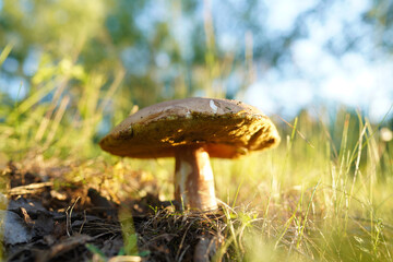 Boletus Edulis Porcini in bright light at sunset. Edible mushroom that grows in forest. White Mushroom in sun rays. Edible Big Boletus mushrooms at woodland. Bolete mushrooms in mushrooming in wild.