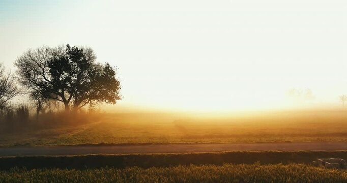 Morning mist gently drifts across the farms and the road, passing a lone silhouetted tree, while the soft sunrise glow turns this foggy landscape into a dreamlike scene.