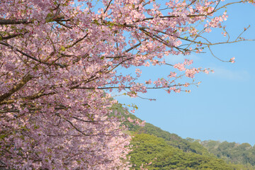 青空と満開の河津桜