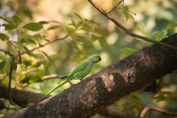 Rose-ringed parakeets love on a tree branch in morning