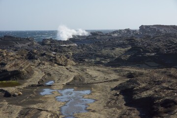Fototapeta premium 城ヶ島 城ヶ島公園の春の風景