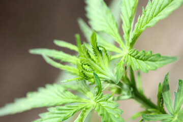 Cannabis first leaves close up modern high quality print medical marihuana super lemon haze family cannabaceae big size instant download stock photography