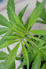 Cannabis first leaves close up modern high quality print medical marihuana super lemon haze family cannabaceae big size instant download stock photography