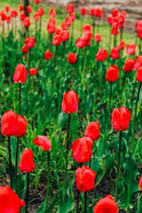 Flowerbed with red tulips in the garden