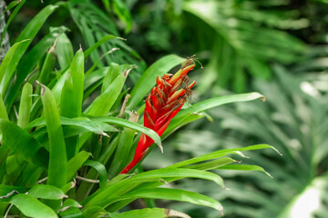 Vriesea carinata tropical leaves in the forest close-up