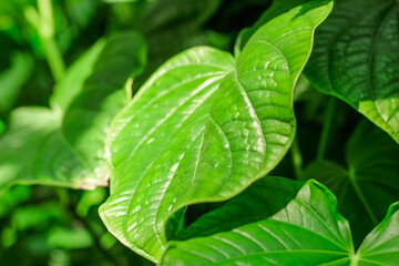 Lalot tropical leaves in the forest close-up