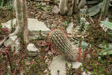 Cactus Ferocactus pilosus round with thorns in the desert close-up