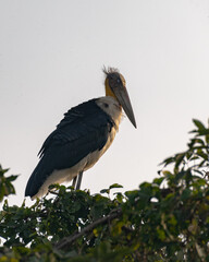 The lesser adjutant (Leptoptilos javanicus) is a large wading bird in the stork family Ciconiidae. Conservation status Near Threatened  (IUCN 3.1)