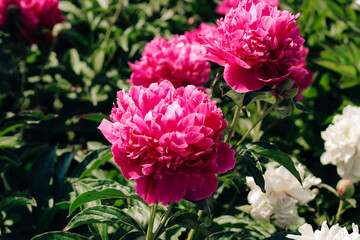 Pink peonies in the garden close-up