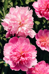 Pink peonies in the garden close-up