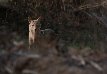 The golden jackal, also called common jackal, is a wolf-like canid that is native to Eurasia. it's coat varies in color from a pale creamy yellow in summer to a dark tawny beige in winter