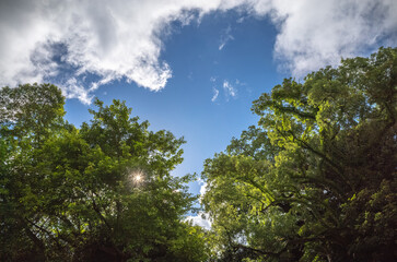 trees and clouds