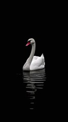 Obraz premium A single white swan swims gracefully across a dark, still water surface