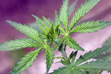 Cannabis first leaves close up modern high quality print medical marihuana super lemon haze family cannabaceae big size instant download stock photography