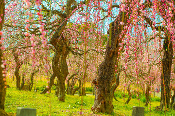 Fototapeta premium 春の日差しを受ける満開のしだれ梅