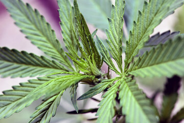 Cannabis first leaves close up modern high quality print medical marihuana super lemon haze family cannabaceae big size instant download stock photography