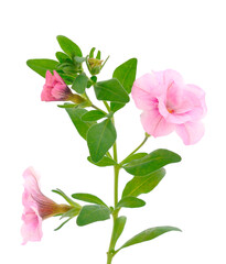 Calibrachoa flowers isolated.