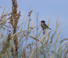 Stonechat bird in grassland