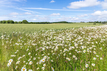 Oxeye daisies growing on a field margin around a wheat crop growing near the Cotswold village of...